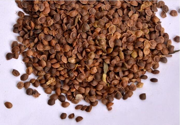 High Germination Seeds