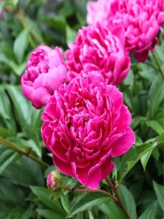 Natural Peony Flowers