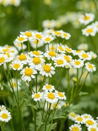 Natural Chamomile Flowers