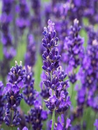 Natural Lavender Flowers