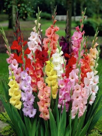 Natural Gladiolus Flowers