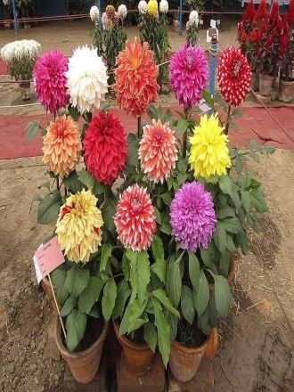 Natural Dahlia Flowers