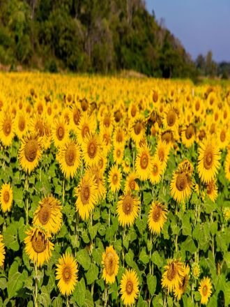 Natural Sunflower Flowers