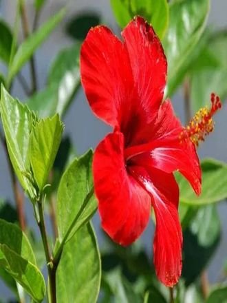 Natural Hibiscus Flowers