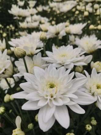 Natural Chrysanthemum Flowers