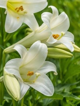 Natural Tuberose Flowers