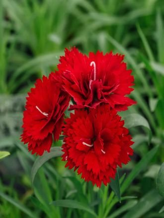 Natural Carnation Flowers