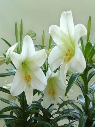 Natural Lily Flowers