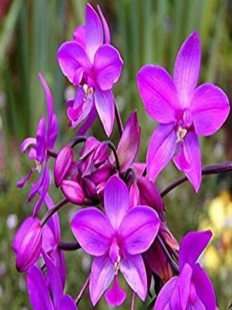 Natural Orchid Flowers