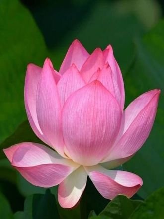 Natural Lotus Flowers