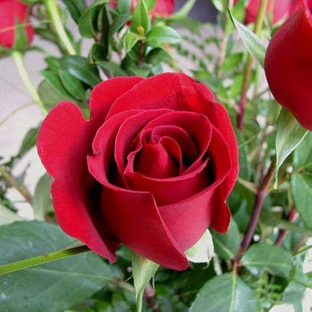Natural Rose Flowers