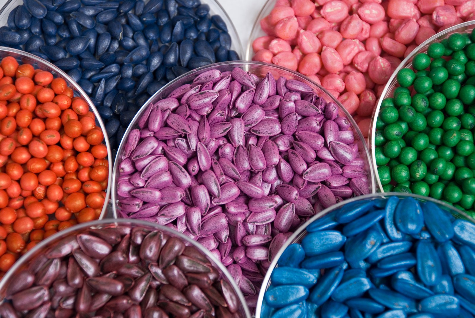 Export Quality Seeds
