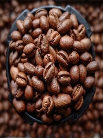 Robusta Coffee