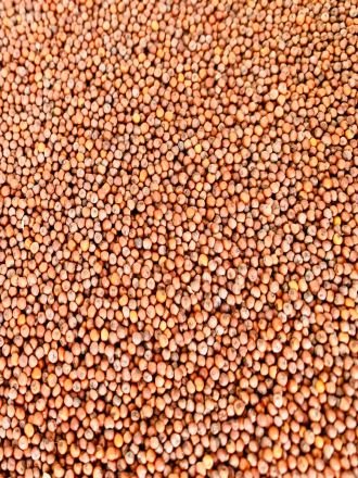 Ragi