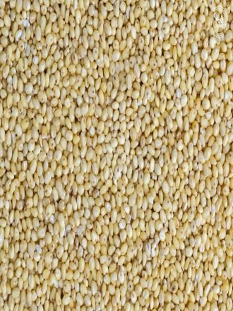 Proso Millet