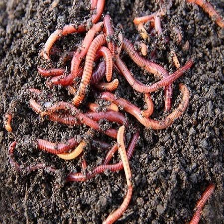 Organic Earthworms