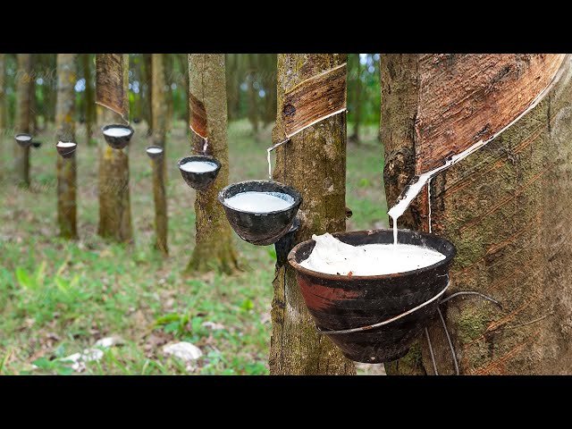 Buy Natural Rubber Latex at best price dial4exportmarket